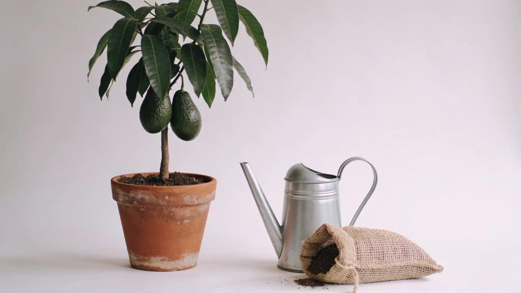 Avocatier en pot avec arrosoir et sac dengrais