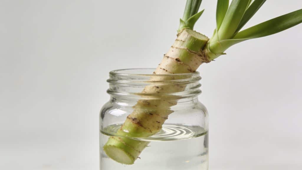 Bouture de yucca dans bocal en verre rempli d eau
