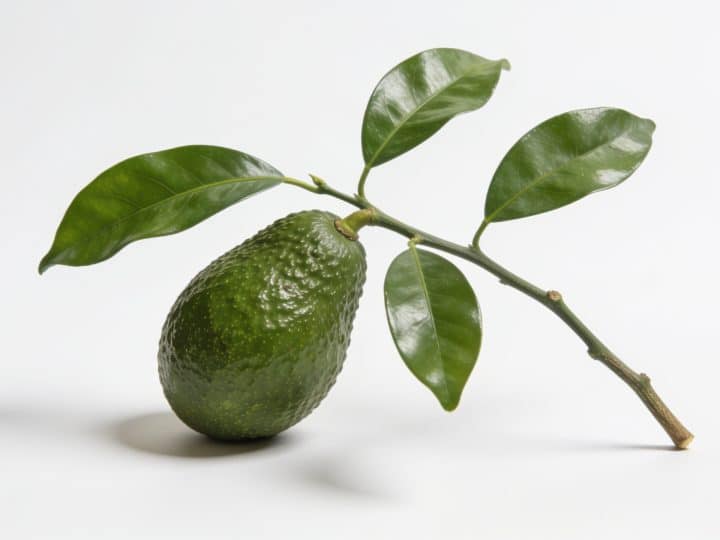 Pourquoi votre avocatier a les feuilles tombantes et comment y remédier