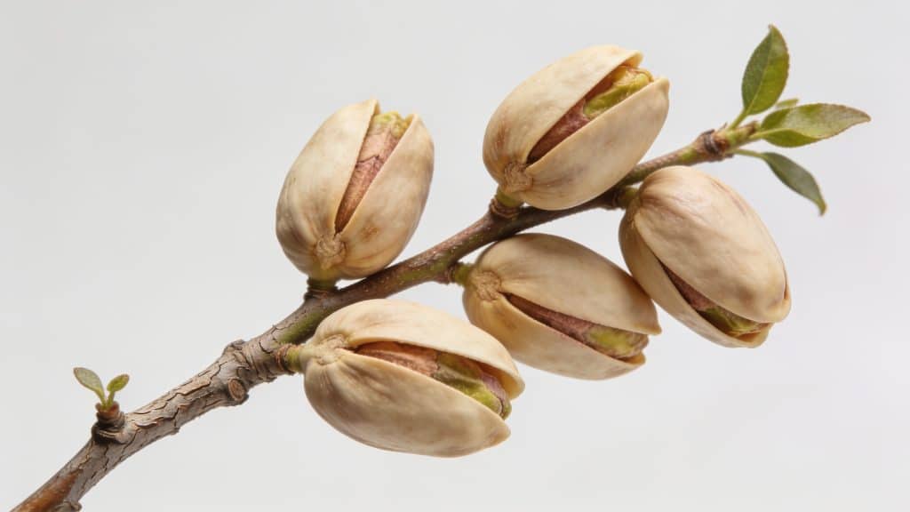 Branche de pistachier chargee de grosses pistaches