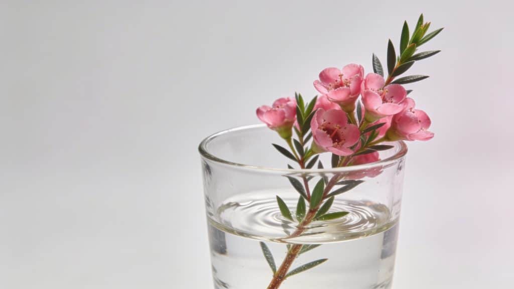 Brins de laurier rose dans verre d eau transparent