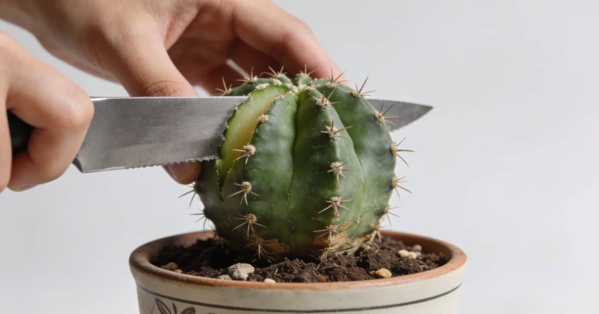 Main coupant plante cactus dans petit pot