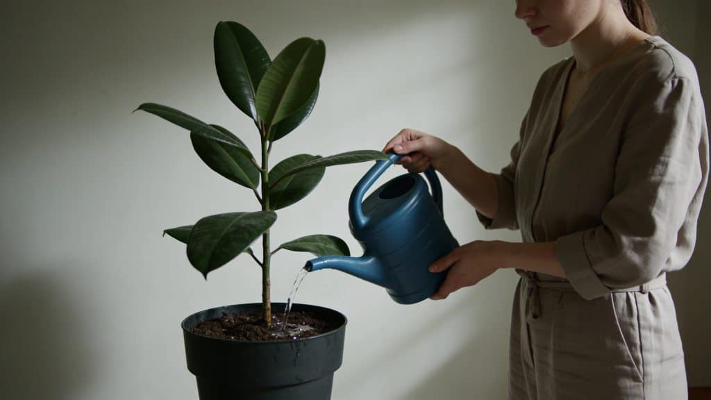 Femme arrosant plante verte d interieur sombre