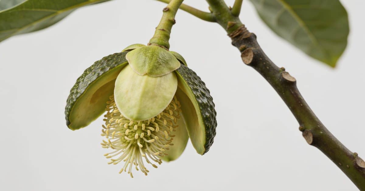 Fleur d avocat vue de pres sur branche