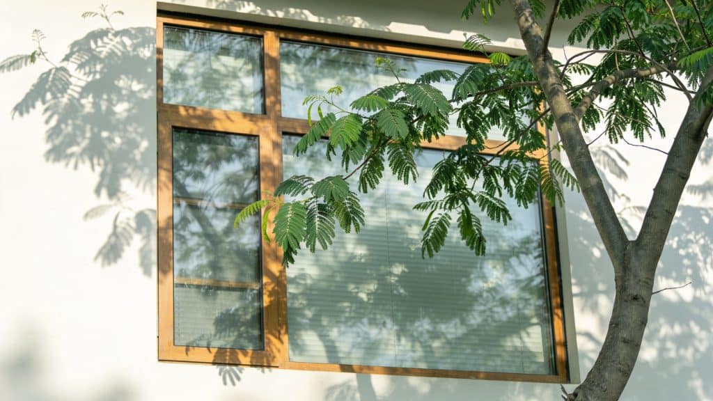 Grande fenetre maison assombrie par arbre albizia