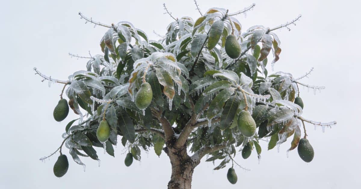 Gros avocatier en plein hiver avec branches gelees
