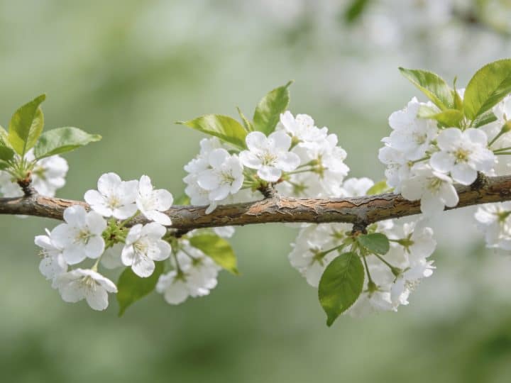 Branche de cerisier : tout ce qu&rsquo;il faut savoir sur la décoration et l&rsquo;entretien