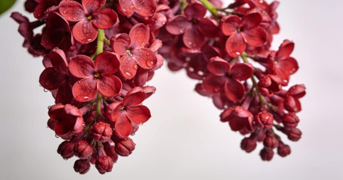 Gros plan de grappes de fleurs rouges de lilas