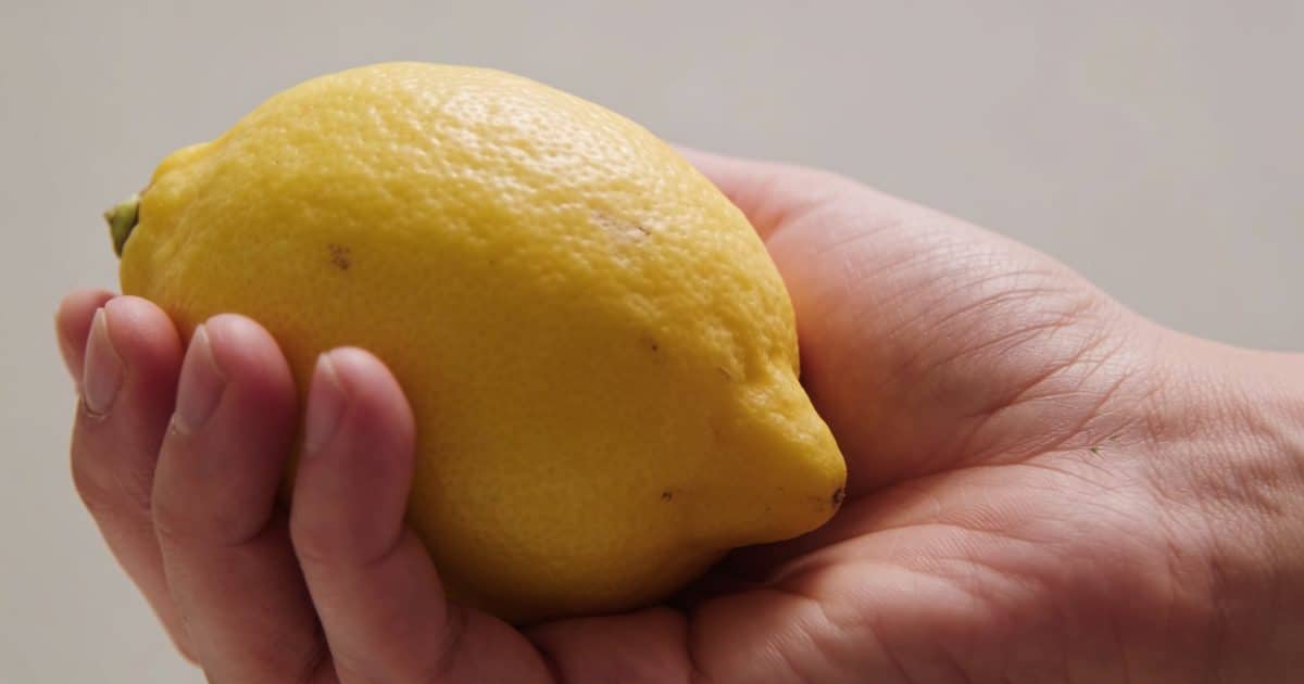 Gros plan main tenant citron jaune type meyer