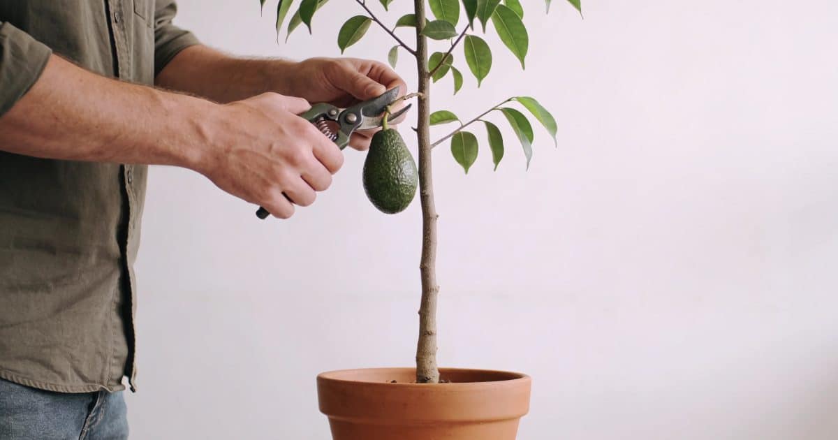 Homme taillant un jeune avocatier de cinq ans