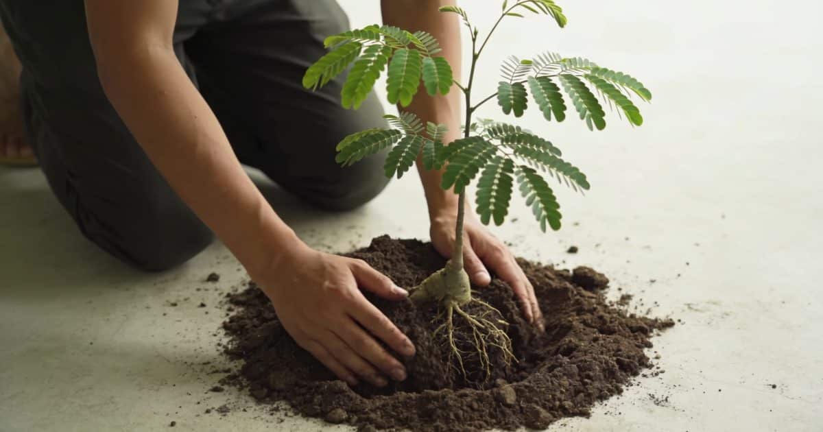 Jardinier agenouille plante jeune albizia espace mesure