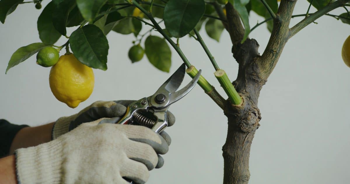 jardinier coupant branches citronnier avec sécateur brillant