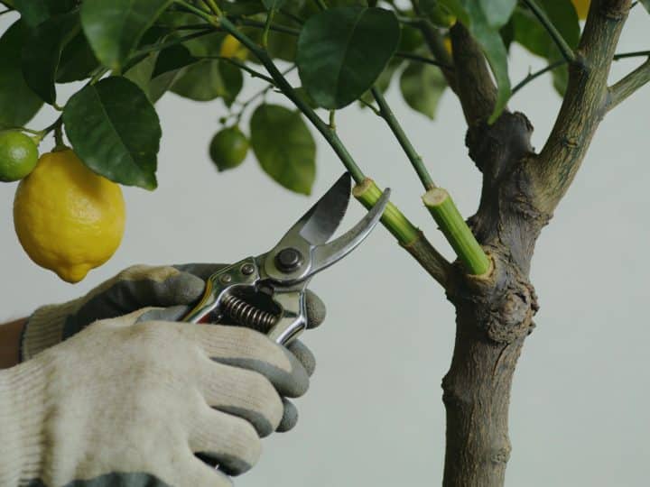 Comment tailler un citronnier pour favoriser sa fructification ?