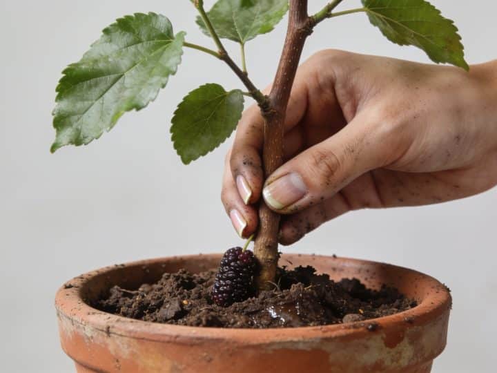 Comment réussir la bouture de mûrier : la méthode complète