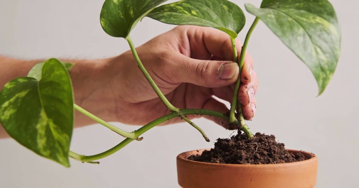 Main de jardinier plantant une tige de pothos