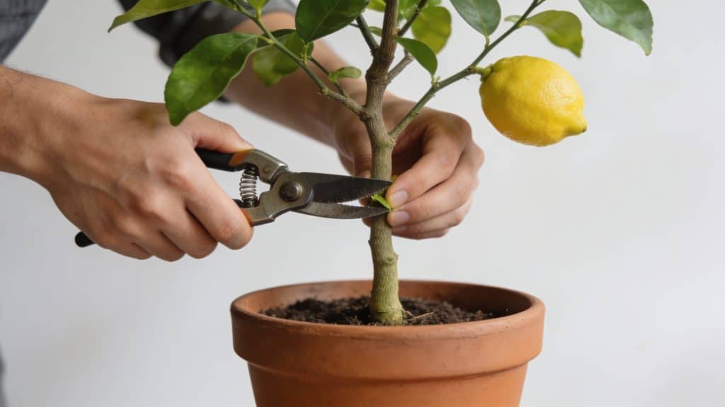 Jardinier taillant jeune citronnier en pot ramifie