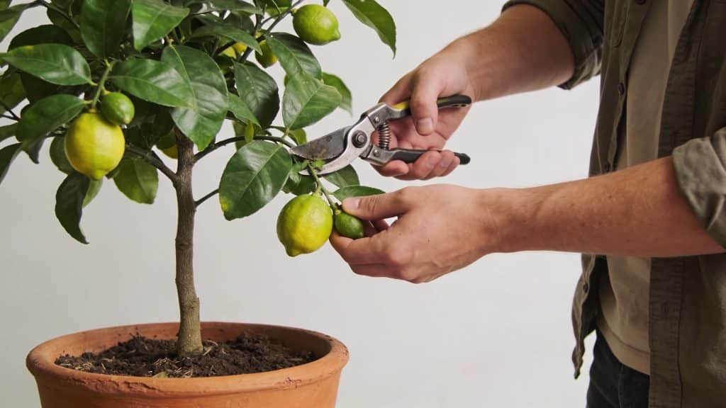 Jardinier taillant un citronnier vert avec sécateur