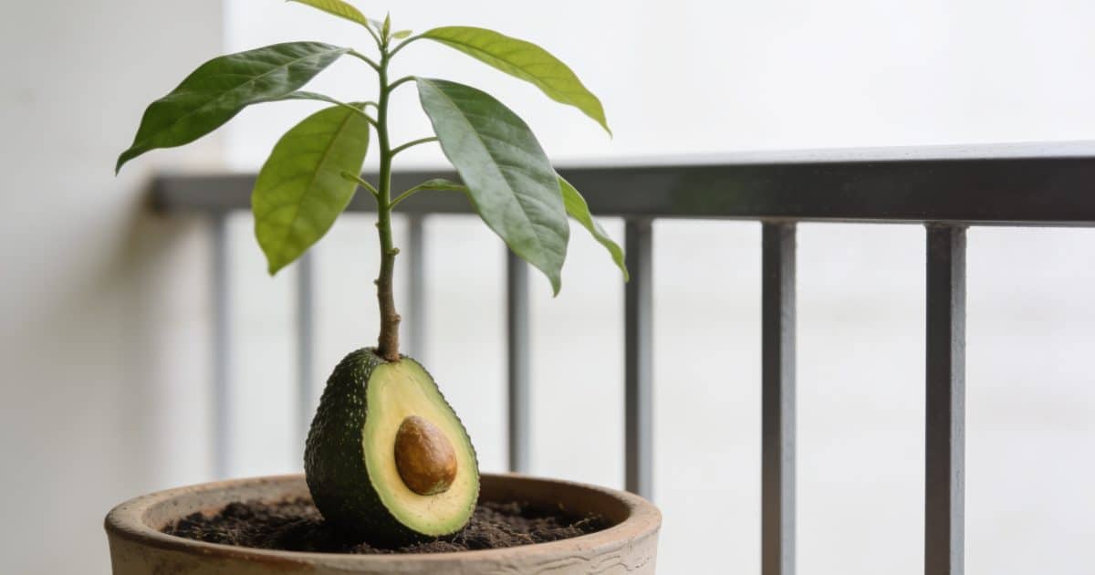 Jeune arbre avocat bacon en pot sur balcon