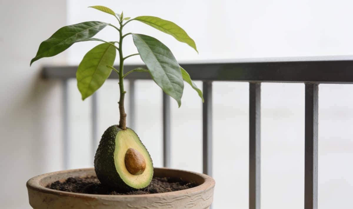Jeune arbre avocat bacon en pot sur balcon