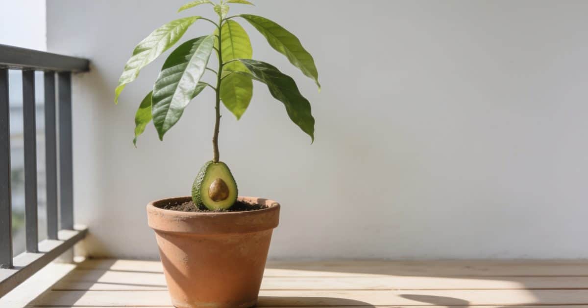 Jeune avocatier en pot sur balcon ensoleille
