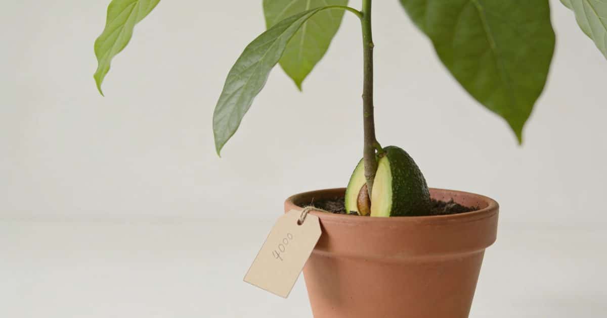Jeune avocatier en pot avec etiquette de prix