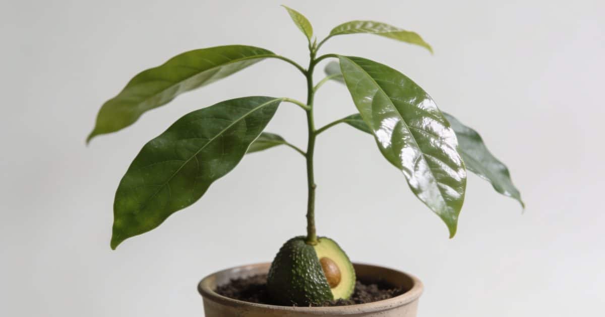 Jeune avocatier en pot avec feuilles brillantes