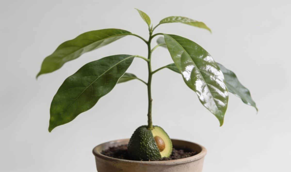 Jeune avocatier en pot avec feuilles brillantes