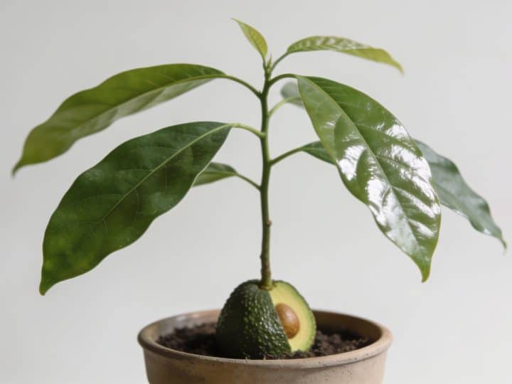 Comment cultiver l&rsquo;arbre de l&rsquo;avocat (avocatier) : du noyau à la récolte