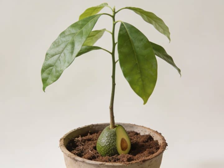 Quelle terre faut-il pour cultiver un avocatier en pot ou au jardin ?