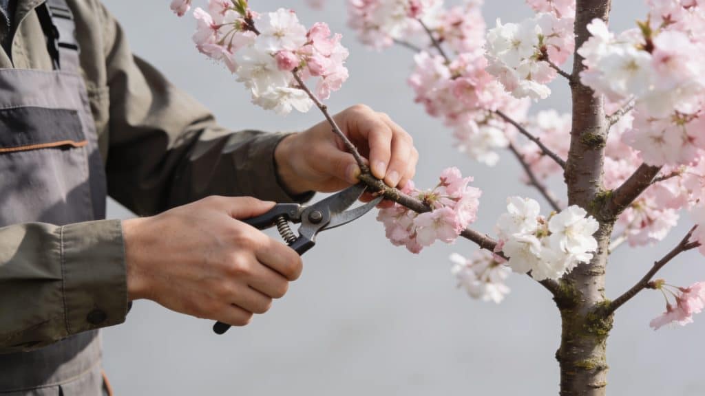 Jeune cerisier en fleurs avec jardinier taillant branches