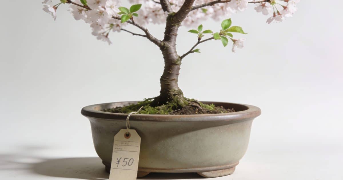 Jeune cerisier du Japon en pot avec etiquette prix