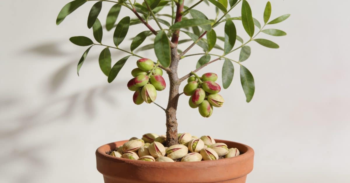 Jeune pistachier en pot avec fruits murs