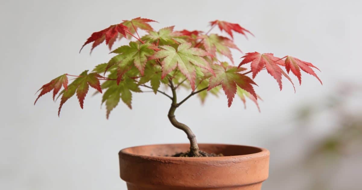 Jeune plant d erable japonais en pot