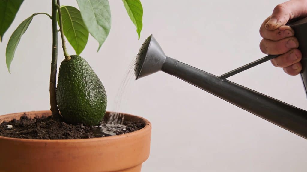 Main de jardinier arrosant avocatier en pot, terre humide