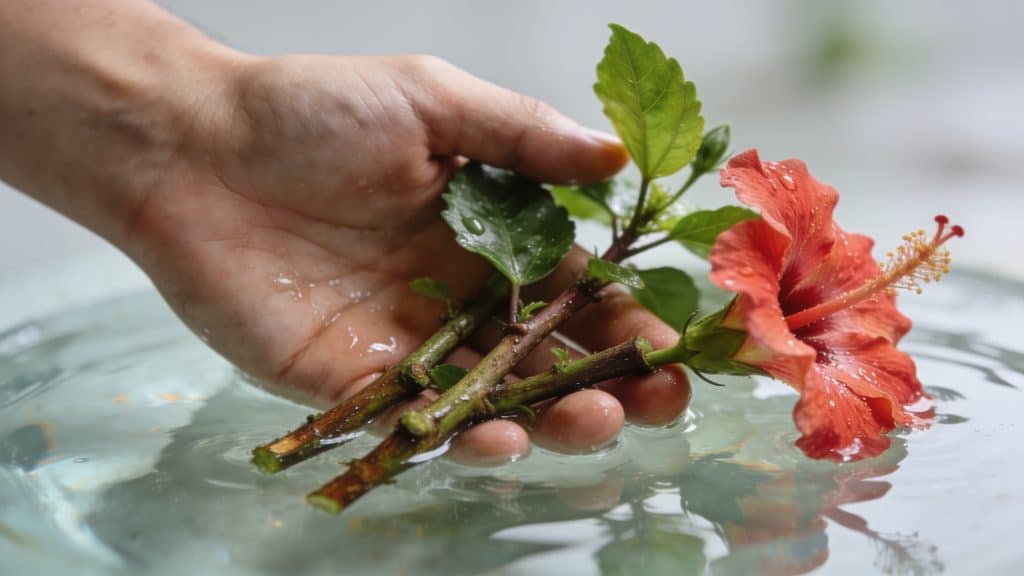 Main de jardinier tenant boutures hibiscus dans eau