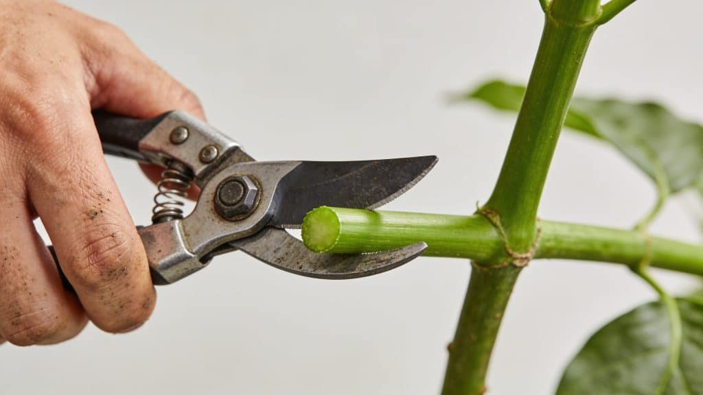 Main de jardinier coupant tige verte saine