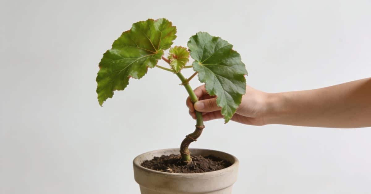 Main tenant une tige de begonia au dessus du pot