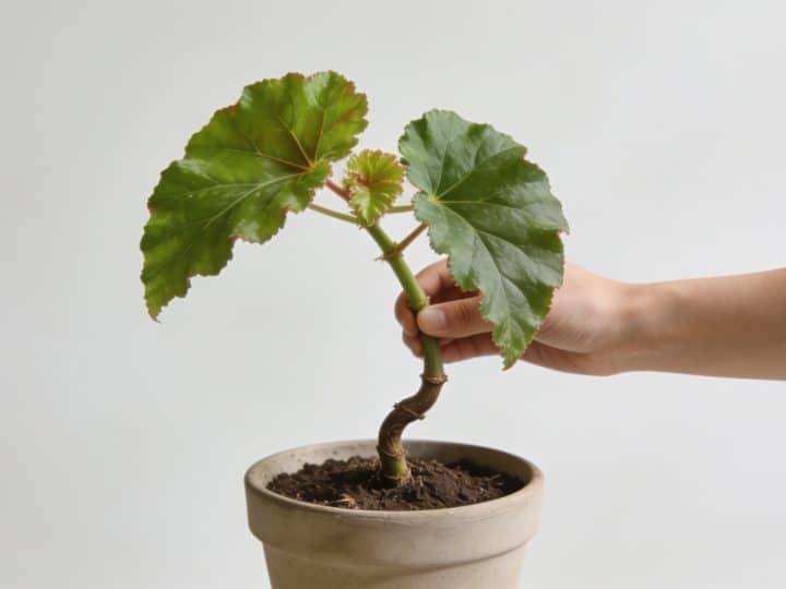 Réussir ses boutures de bégonia : techniques, timing et astuces pratiques