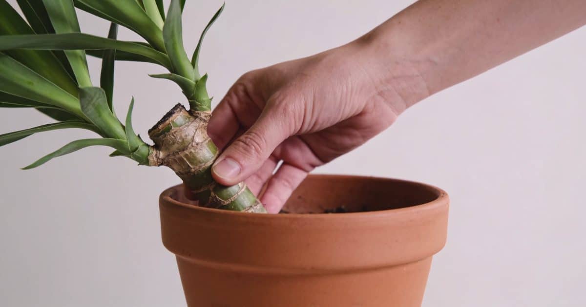 Main déposant une tige de dracaena dans un pot