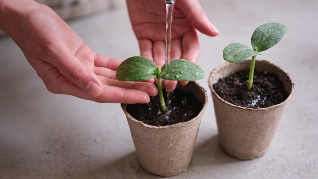 Mains arrosant delicatement des boutures en pots