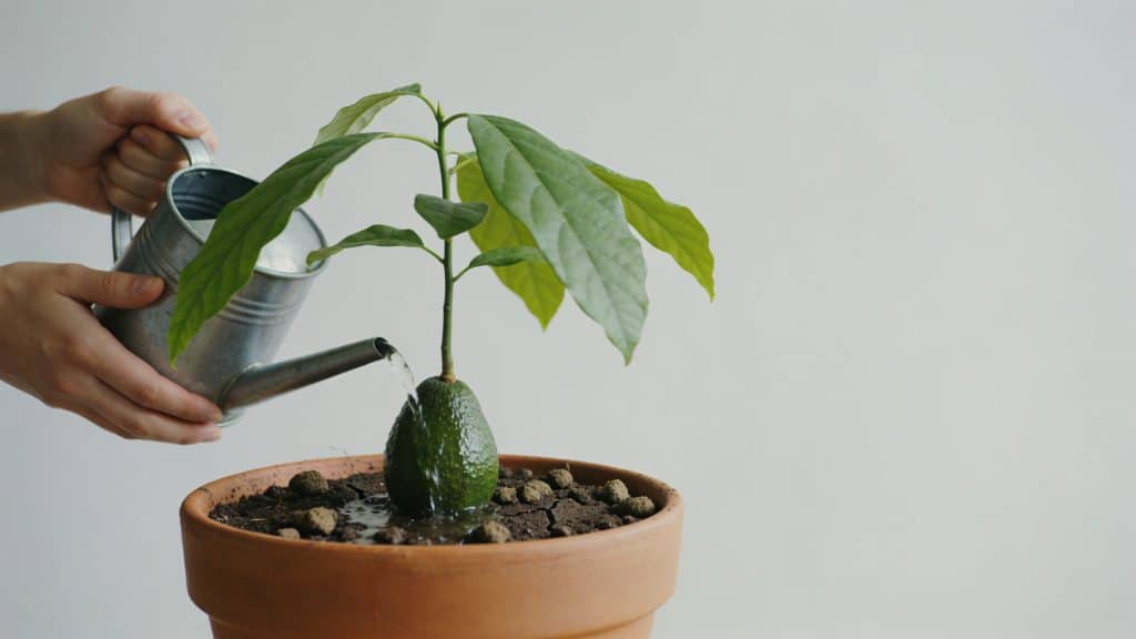 Mains arrosant un jeune avocatier en pot, terreau humide