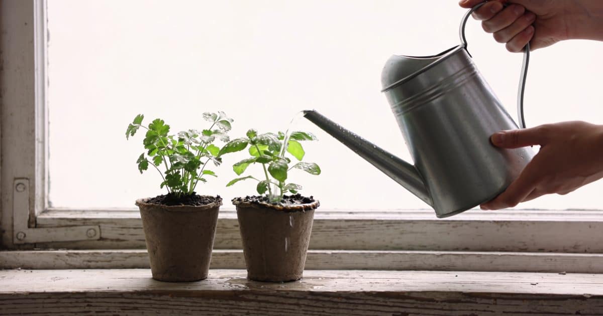 Mains arrosant petits pots dherbes sur rebord de fenetre