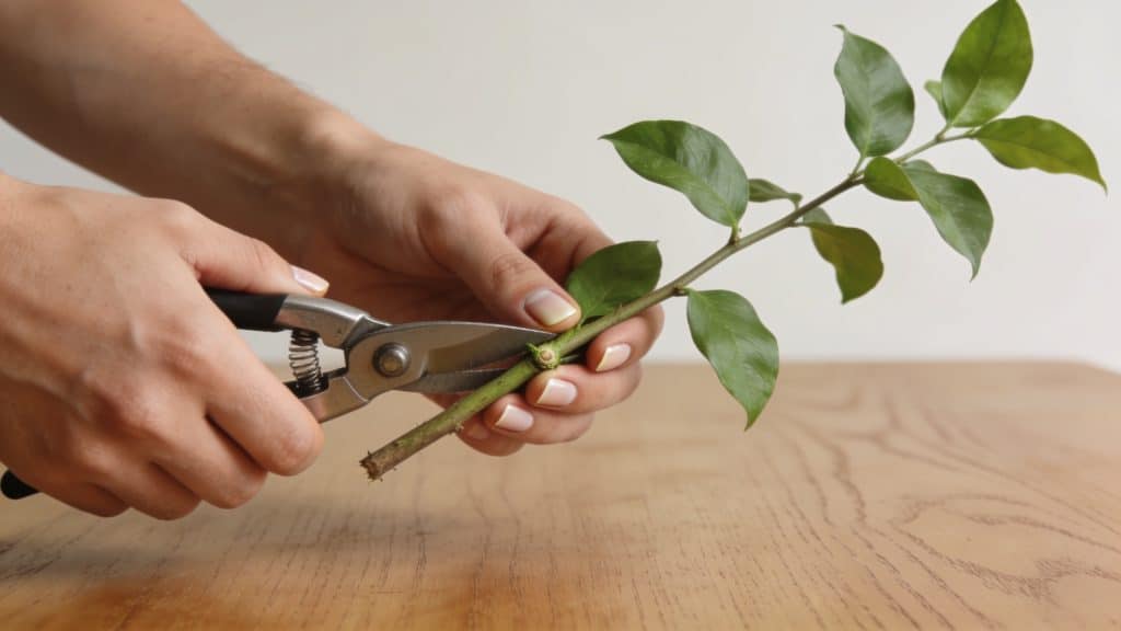 Mains preparant une bouture de plante sur table
