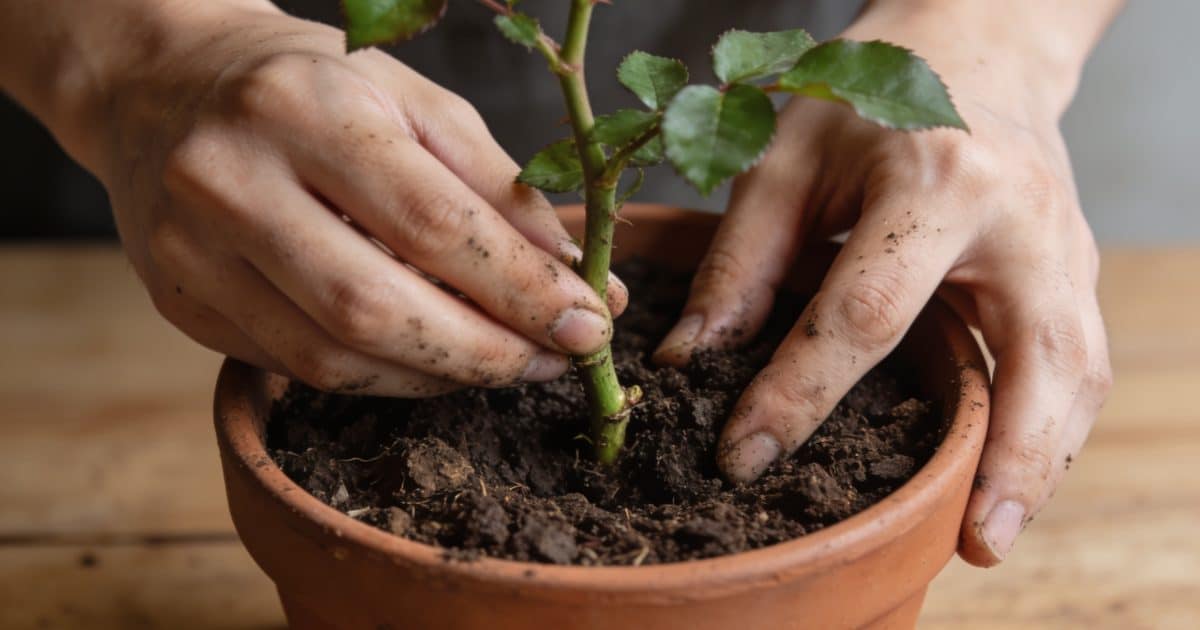 Mains plantant une bouture de rosier en pot
