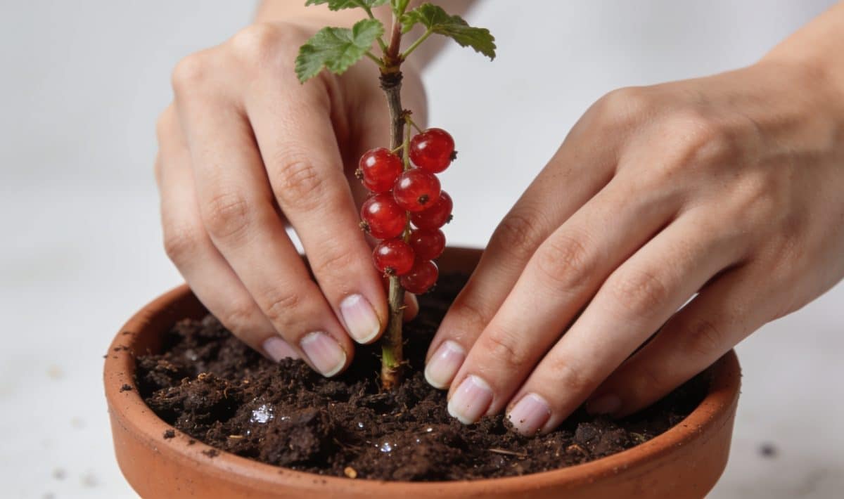Mains plantant une bouture de sureau en pot