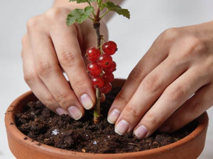 Comment réussir vos boutures de sureau pas à pas
