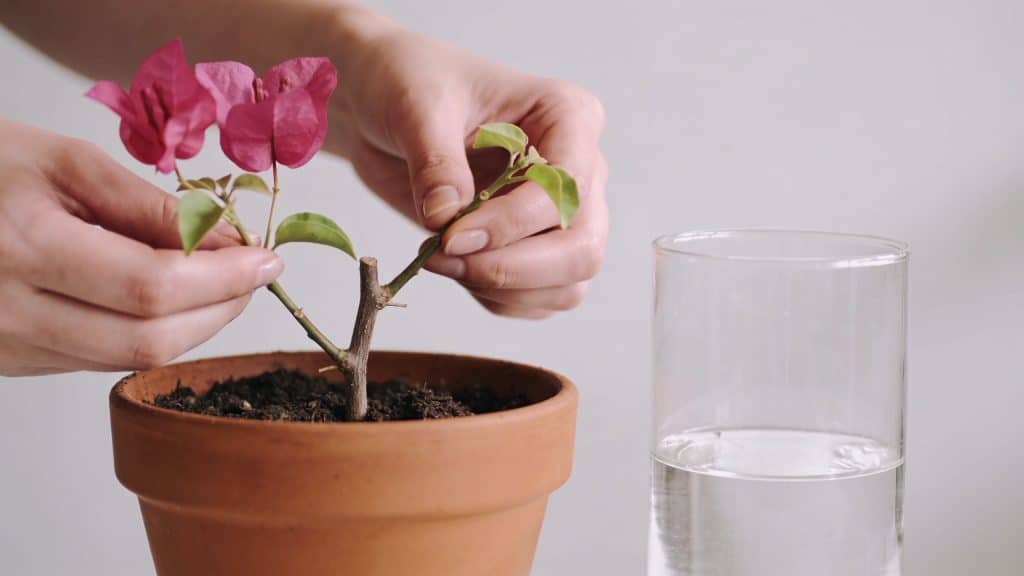 Mains plaçant boutures de bougainvillier dans pot et verre
