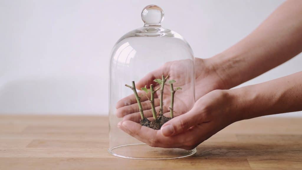 Mains controlant des boutures sous cloche transparente