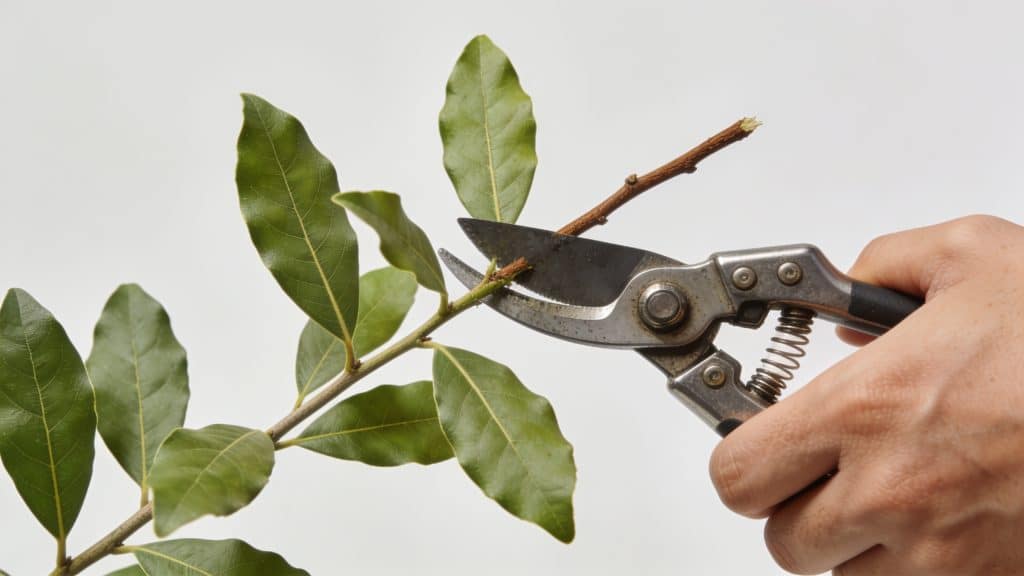 Mains coupant rameau de laurier tin avec secateur