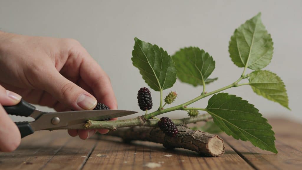 Mains coupant rameau de murier sur table en bois